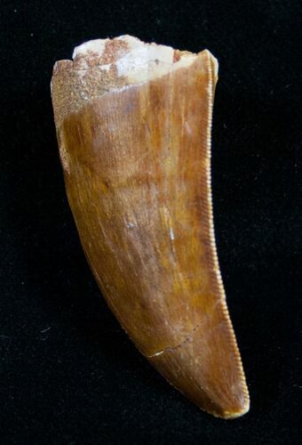 Carcharodontosaurus Tooth - Great Enamel #9389